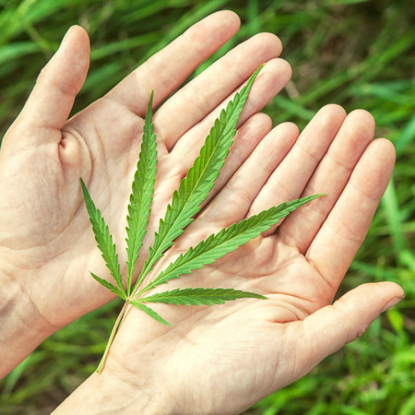 Hands holding a cannabis leaf